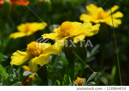 Yamadaike Park 128964658