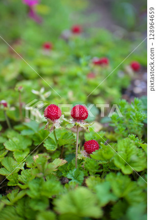 The flower language of this plant is "devilish charm". It is said to be non-poisonous despite its name. From spring to early summer. 128964659
