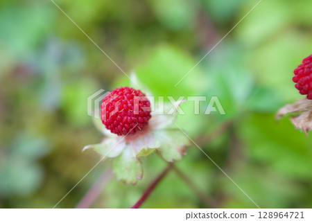 這種植物的花語是「惡魔般的魅力」。據說它雖然名為“惡魔”,但實際上無毒。適合春季至初夏。 這種植物的花語是「惡魔般的魅力」。據說它雖然名為“惡魔”,但實際上無毒。適合春季至初夏。 128964721