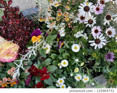Colorful flower bed with different types of flowers blooming. Colorful flower bed with different types of flowers blooming. 128964732