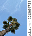 A vertical photo of a palm tree growing skyward, with blue sky and a tiny white moon in the background. 128964733