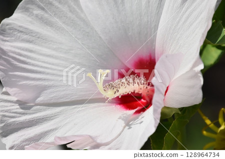 Yamadaike Park Yamadaike Park 128964734