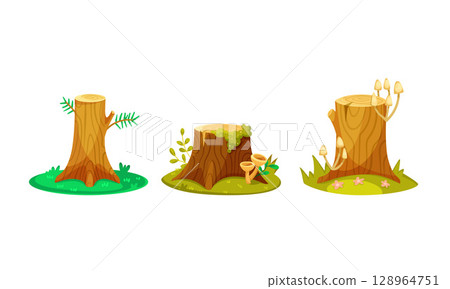 Tree Stumps in Various Stages of Natures Continuous and Beautiful Reclamation Process 128964751