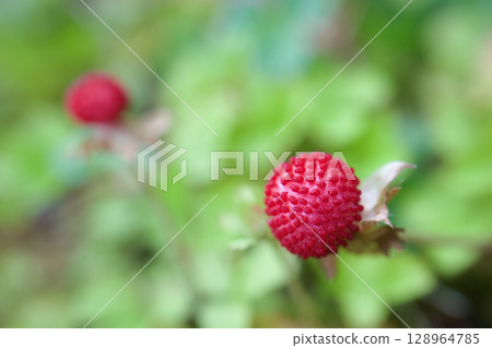 The flower language of this plant is "devilish charm". It is said to be non-poisonous despite its name. From spring to early summer. The flower language of this plant is "devilish charm". It is said to be non-poisonous despite its name. From spring to early summer. 128964785