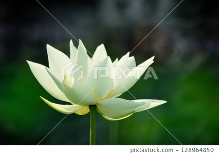 白蓮花 白蓮花 128964850