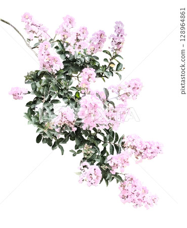 Crape myrtle branch 128964861