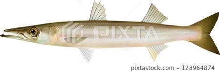 Illustrated book: Barracuda, red barracuda 128964874