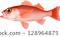 赤鱒（紅鱸魚）圖解指南 128964875