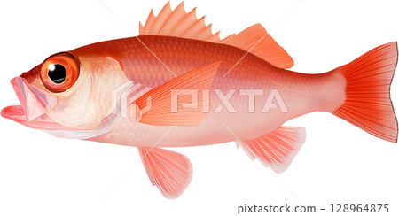 Illustrated guide to Akamutsu (red sea bass) 128964875