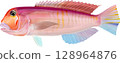 圖解指南：方頭魚 128964876