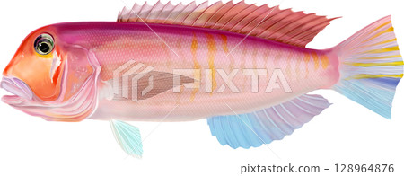 Illustrated Guide: Tilefish 128964876