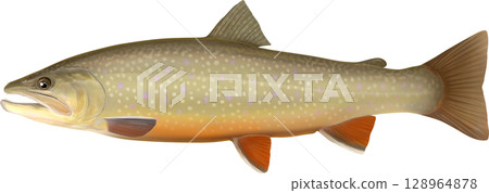 溪鱒魚圖解指南 溪鱒魚圖解指南 128964878