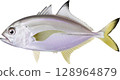 銀紋大眼竹莢魚圖鑑 128964879