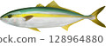 圖鑑 Hiramasa Hiramasa 128964880