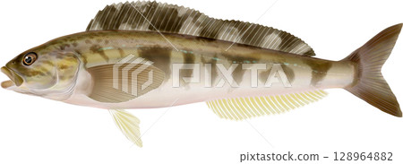 圖解本：阿特卡鯖魚 128964882