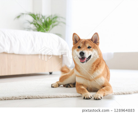 柴犬在室內休息 柴犬在室內休息 128964883