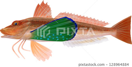 插圖書:Gurnard 插圖書:Gurnard 128964884