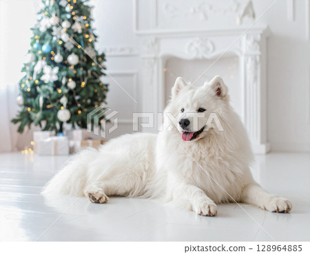 白狗在客廳休息 128964885