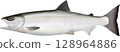 鮭魚圖解指南 128964886