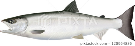 鮭魚圖解指南 128964886