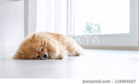 不快樂的博美犬 不快樂的博美犬 128964887