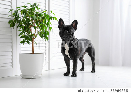 黑色法國鬥牛犬看著你 128964888