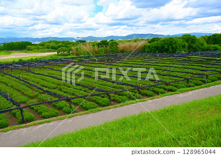 Both banks of Kozuya and Hamadai, Ohishita tea garden "Hamacha", Nagarebashi, Yawata City 128965044