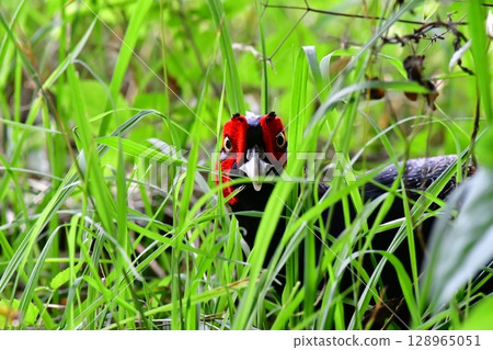Vivid pheasant 128965051