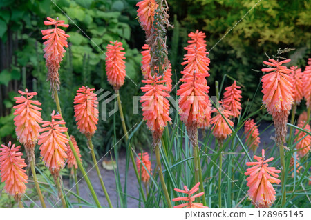 Torch lily and poker plant. Kniphofia uvaria is grown as garden plants. Cottage garden. Floral decoration. Sunny day. Torch lily and poker plant. Kniphofia uvaria is grown as garden plants. Cottage garden. Floral decoration. Sunny day. 128965145