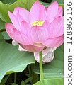 Summer image material: Summer lotus pond and tree frogs, water droplets on leaves and a soothing natural landscape 128965156