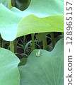 Summer image material: Summer lotus pond and tree frogs, water droplets on leaves and a soothing natural landscape 128965157