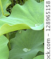 Summer image material: Summer lotus pond and tree frogs, water droplets on leaves and a soothing natural landscape 128965158