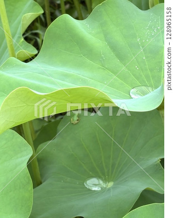 Summer image material: Summer lotus pond and tree frogs, water droplets on leaves and a soothing natural landscape 128965158