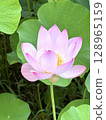 Summer image material: Summer lotus pond and tree frogs, water droplets on leaves and a soothing natural landscape 128965159