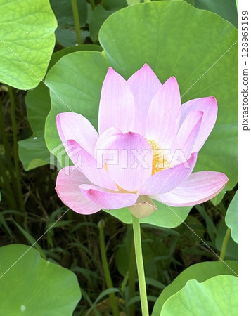 夏季圖像素材：夏季的荷塘與樹蛙，樹葉上的水滴與自然治癒的風景 128965159
