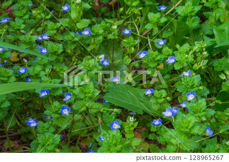 The green grass Veronica persica, also known as bird's eye or field veronica, is a widespread weed and is found in fields, lawns, gardens and vacant lots with beautiful blue little flowers The green grass Veronica persica, also known as bird's eye or field veronica, is a widespread weed and is found in fields, lawns, gardens and vacant lots with beautiful blue little flowers 128965267