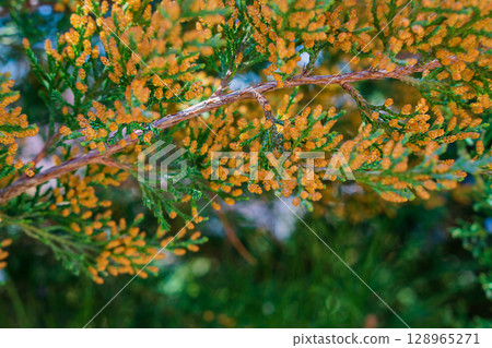 Photograph of beautiful bright yellow-orange flowers on tips of branches of evergreen cypress during bloom in summer close-up with little copy space with blurred green background. Beauty of nature 128965271