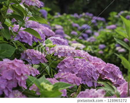Hydrangea wet in the rain 128965272