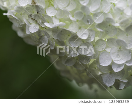 繡球花在雨中濕 128965289
