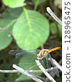 Snapshot-style insect photo material Dragonfly summer Red dragonfly 128965475