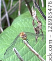 Snapshot-style insect photo material Dragonfly summer Red dragonfly 128965476