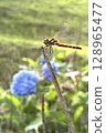 Snapshot-style insect photo material Dragonfly summer Red dragonfly 128965477