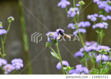 Yamadaike Park Yamadaike Park 128965521