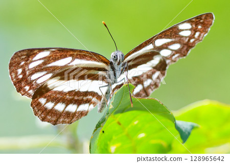 A small-leaved grasshopper resting on a leaf with its wings spread A small-leaved grasshopper resting on a leaf with its wings spread 128965642
