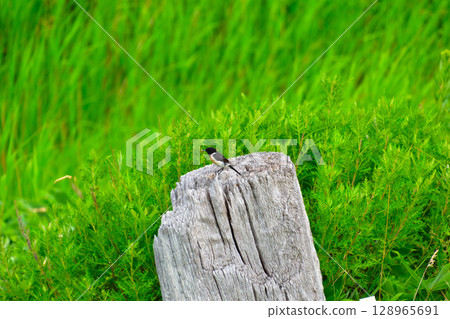 知床半島的喜鵲 128965691