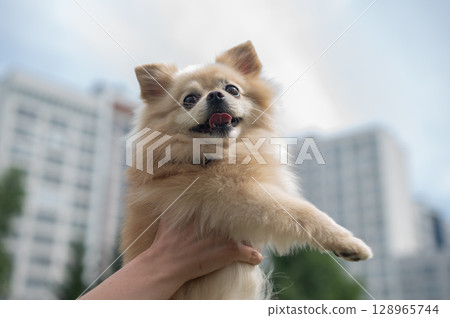 Cute Pomeranian on a walk. 128965744
