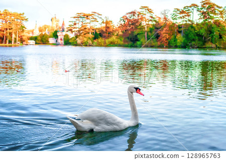 White swan swimming on autumn lake by Franzensburg medieval castle in Austria, side view 128965763