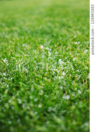 Fresh small hailstones scattered across a vibrant green lawn, highlighting a recent weather event. Fresh small hailstones scattered across a vibrant green lawn, highlighting a recent weather event. 128965883