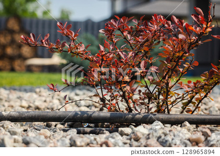 Drip irrigation hose watering a red-leaved ornamental shrub in a gravel-mulched garden bed near a residential home Drip irrigation hose watering a red-leaved ornamental shrub in a gravel-mulched garden bed near a residential home 128965894