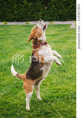 Beagle dog balancing on hind legs with open mouth aiming to catch a treat in mid-air during outdoor training on green grass Beagle dog balancing on hind legs with open mouth aiming to catch a treat in mid-air during outdoor training on green grass 128965901